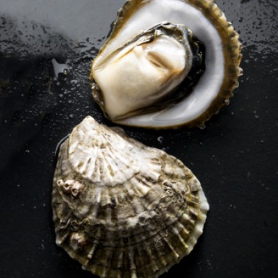 NO Angasi Oysters