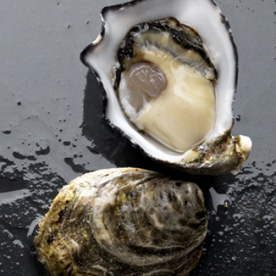 NO Pacific Oysters